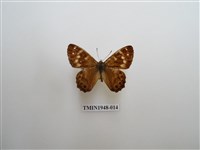 藏品(玉山幽眼蝶)的圖片